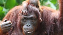 Orangutan indický.