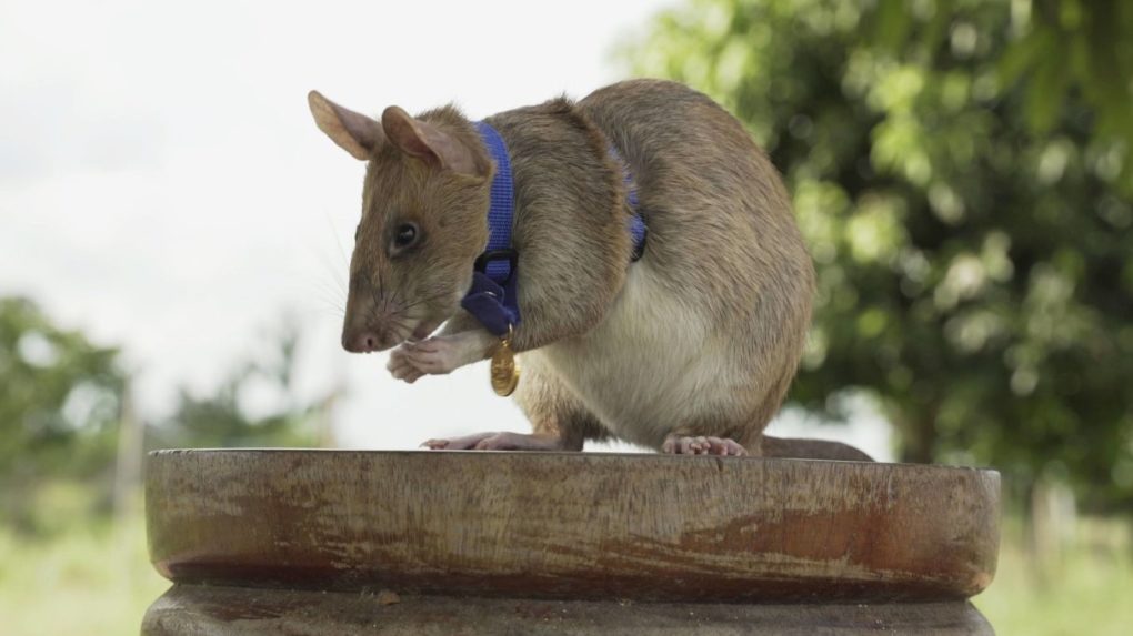Zomrel vyznamenaný potkan, ktorý vyčuchal nášľapné míny z vojny v Kambodži