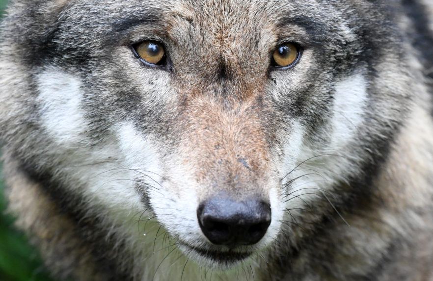Pytliak zastrelil v Tatranskom národnom parku zákonom chráneného vlka