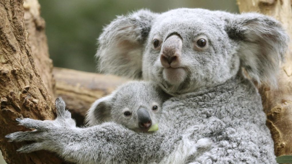 Austrália vyhlásila koaly za ohrozený druh