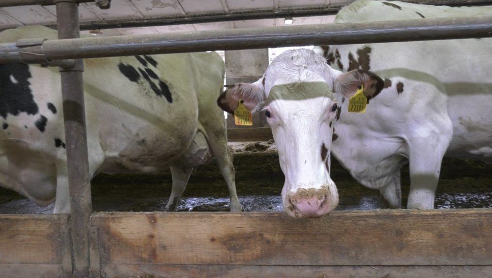Štát podporí mliečny sektor 10 miliónmi eur, chovatelia však žiadajú viac