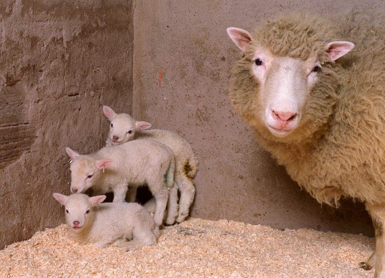 Ovečka Dolly a jej tri jahniatka.