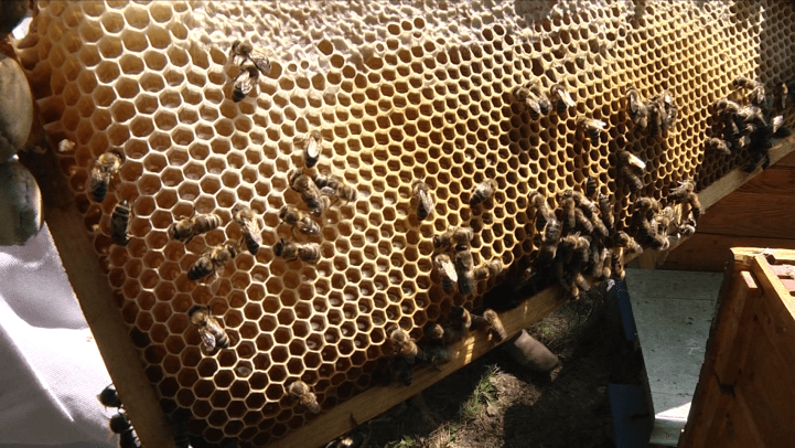 Včelári sa obávajú novely zákona z dielne OĽANO, tá má chcieť regulovať včelstvá