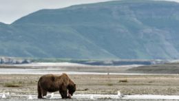 Medveď grizly na Aljaške.