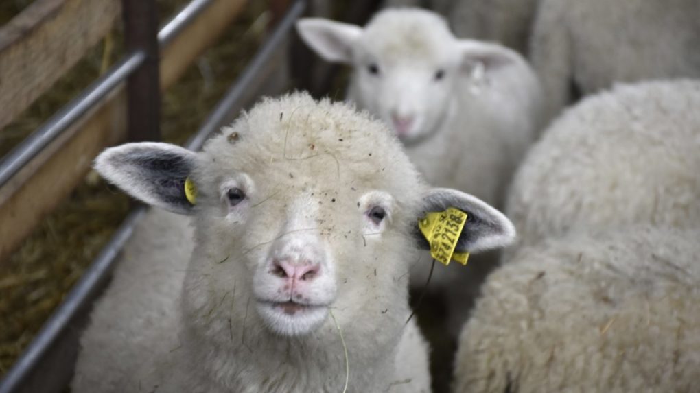 Spotreba jahňacieho mäsa na Slovensku stúpa, počet oviec však klesol