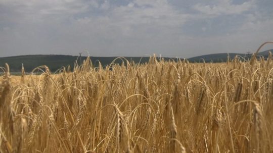 Na ilustračnej snímke pšenica.