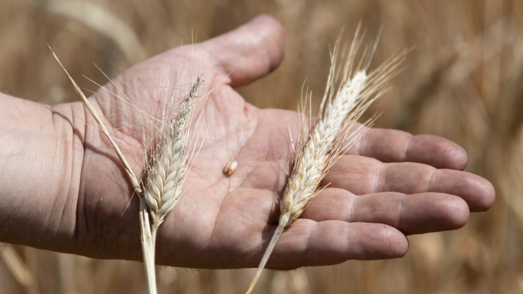 Ukrajina a Rusko podpíšu dohodu o vývoze obilia