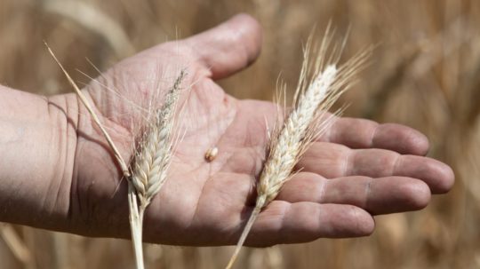 Klas pšenice