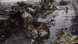 Pes pije vodu z mláky pri zničených ruských tankoch.