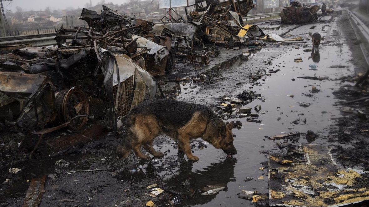 Pes pije vodu z mlÃƒÂ¡ky pri zniÃ„ÂenÃƒÂ½ch ruskÃƒÂ½ch tankoch.