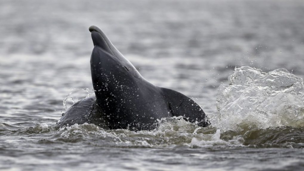 Rusko umiestnilo na námornej základni v Sevastopole trénované delfíny, ukazujú satelitné snímky