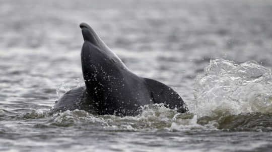 Na snímke plávajúci delfín.