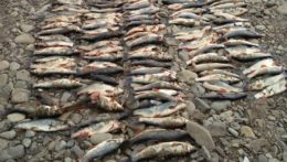 Mŕtve ryby pri rieke Kysuca.