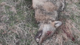 zastrelená samica vlka dravého.