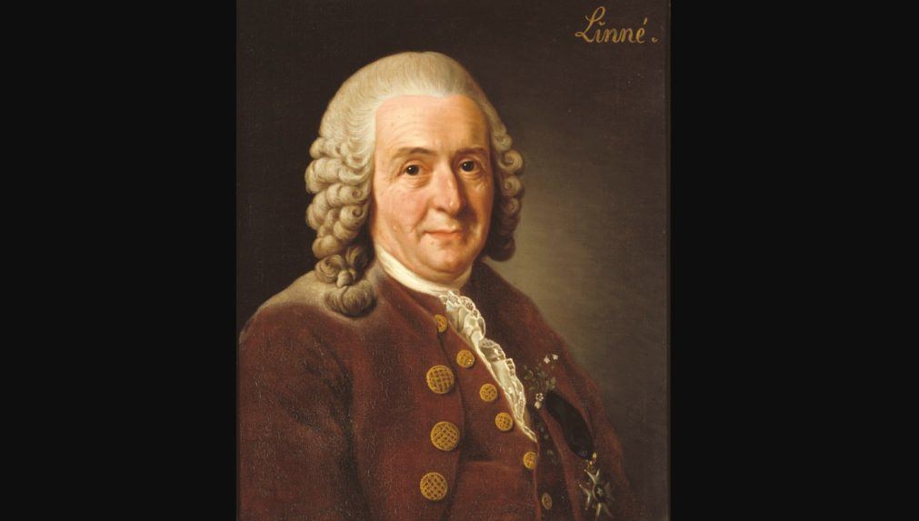 Vďaka Carlovi Linné vieme správne triediť rastliny a živočíchy