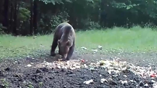 medveď žerie potravu