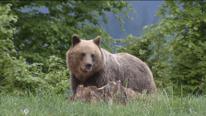 Štátni ochranári rozširujú zásahový tím pre medveďa hnedého