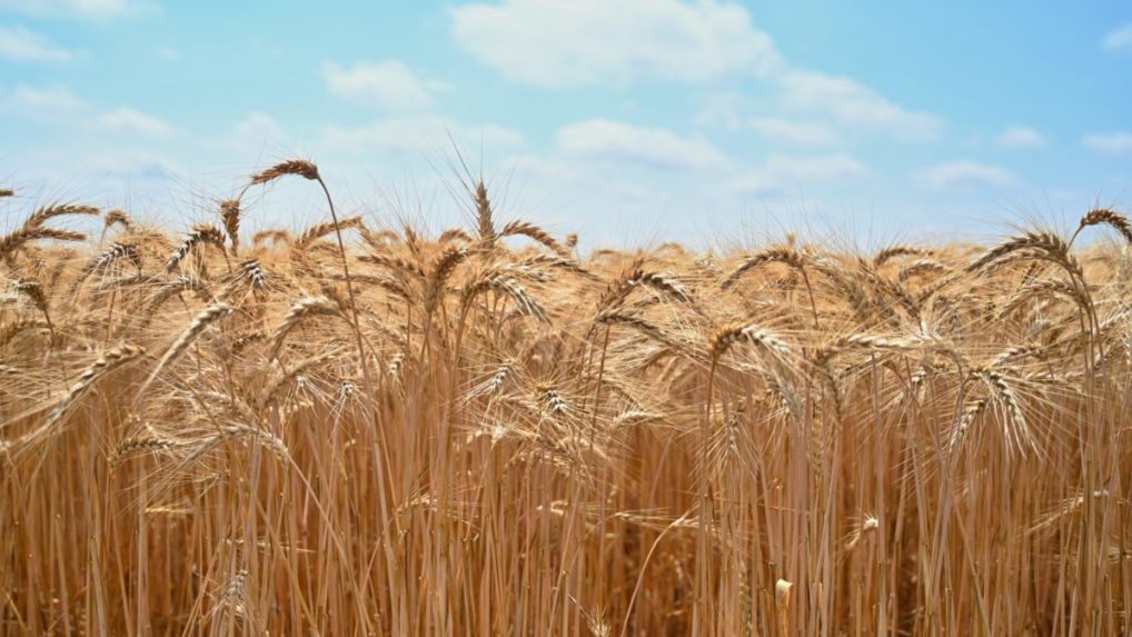 India, druhý najväčší producent pšenice, zakázala jej vývoz