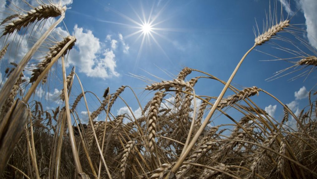 Guterres: Dohodu o vývoze obilnín z Ukrajiny sa zatiaľ nepodarilo dosiahnuť