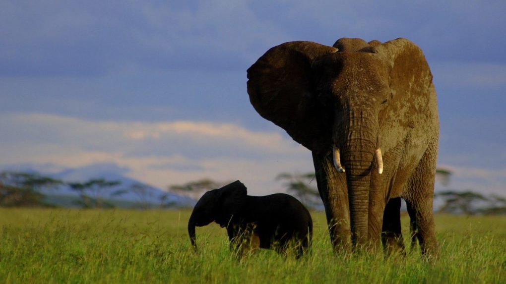 Slony v Zimbabwe v tomto roku zabili už 60 ľudí, vláda chce pre ne antikoncepciu