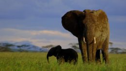 slonia samica s mláďaťom.