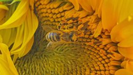 Na snímke včela medonosná opeľujúca slnečnicu.
