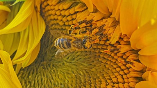 Na snímke včela medonosná opeľujúca slnečnicu.
