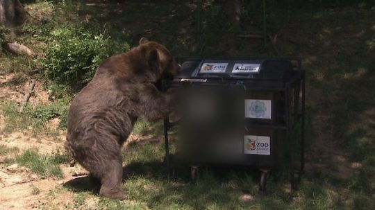 Na snímke sa medveď snaží dostať do kontajnera s jedlom.