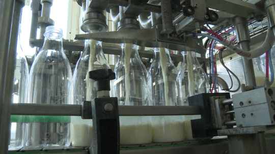 Na plniacej linke sa sklené fľaše plnia mliekom