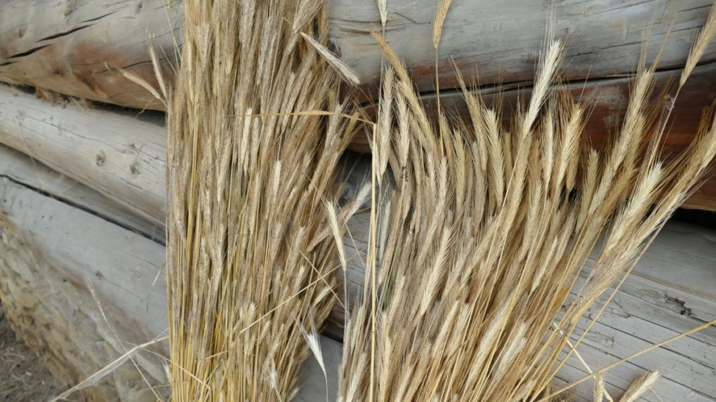 Rusko trvá na „slobodnom“ exporte svojho obilia a hnojív
