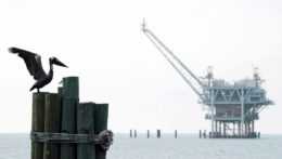 Na snímke pristáva pelikán na pilieri, v pozadí vidieť plošinu na ťažbu zemného plynu