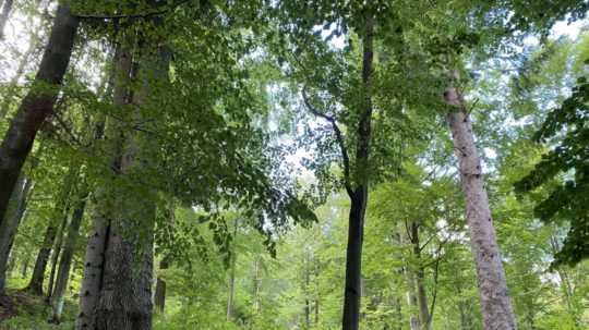 Na snímke špeciálne udržiavaný les nad obcou Livov v okrese Bardejov. Livov, 8. septembra 2020.