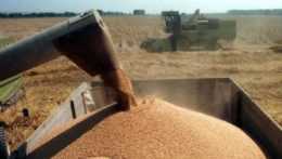 Na snímke zber pšenice z 55 hektárového honu Rafajka