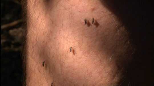 Na ilustračnej snímke komáre na nohe muža.