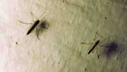 Pohľad na komáre sediace na stene