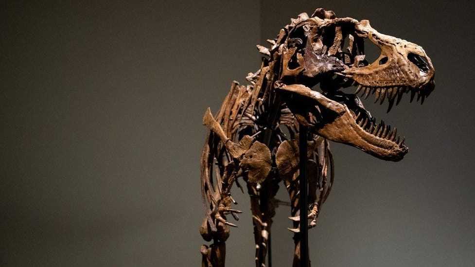 Na aukcii Sotheby’s predali výnimočnú kostru mäsožravého dinosaura