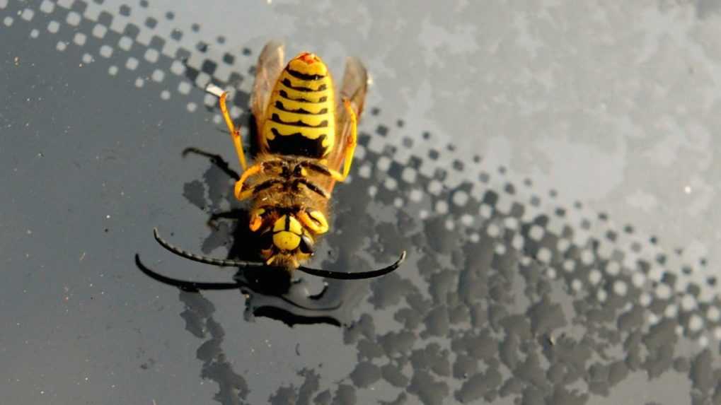 Mnohí ľudia ani len netušia, že majú alergiu na včelu či osu. Čo robiť v prípade bodnutia?