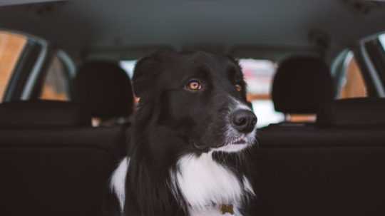 Na ilustračnej fotografii pes v aute.