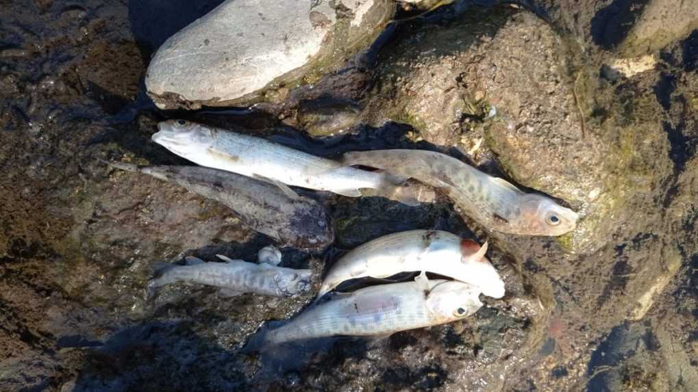 Na rieke Turiec došlo k masívnemu úhynu rýb