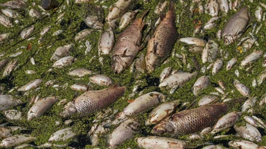 Rybári už z rieky Dyje vylovili viac ako 40 ton uhynutých rýb
