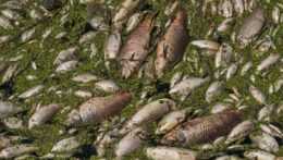 Uhynuté ryby v rieke Dyje.