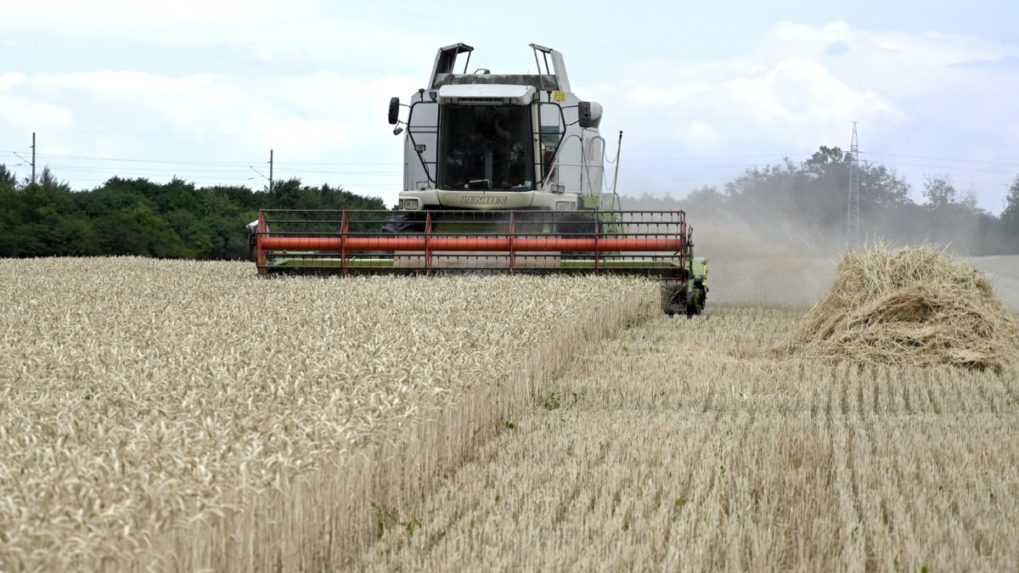 Hlas vyzýva vládu na výkup pšenice od slovenských pestovateľov