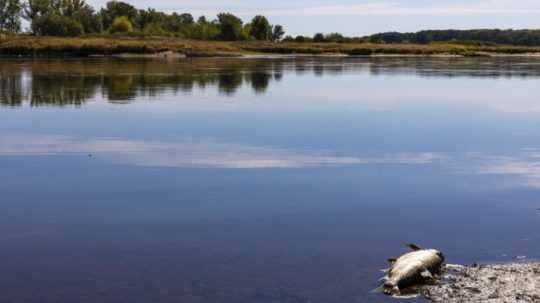 Na snímke mŕtva ryba leží na brehu rieky Odry pri obci Brieskow-Finkenheerd neďaleko nemecko-poľskej hranice 11. augusta 2022.