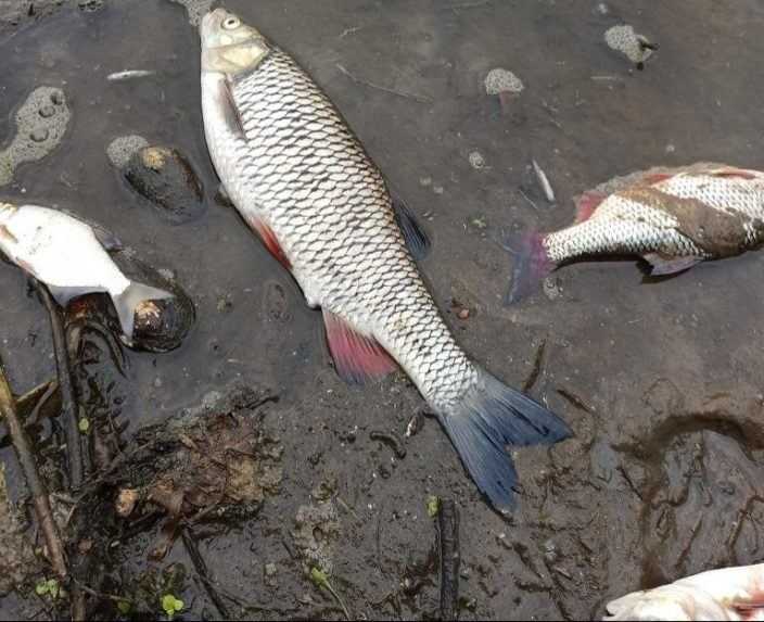 V poľskej rieke uhynuli tony rýb