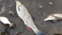 Na snímke úhyn rýb v rieke Odra.