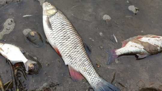 Na snímke úhyn rýb v rieke Odra.