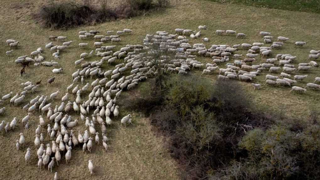 Španielski hasiči nasadili v boji proti požiarom kozy a ovce