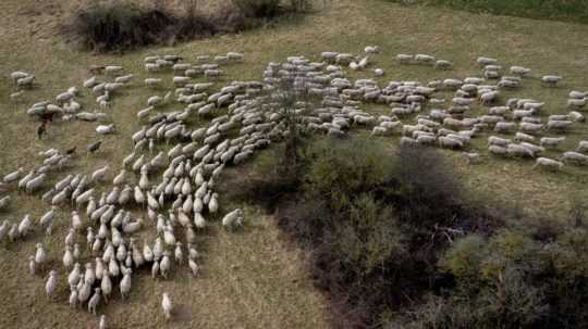 Ilustračná snímka-črieda oviec.