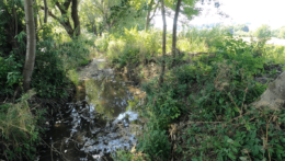 Potok Machnáč, pri ktorého brehu nelegálne vyrúbali viac ako 260 stromov.