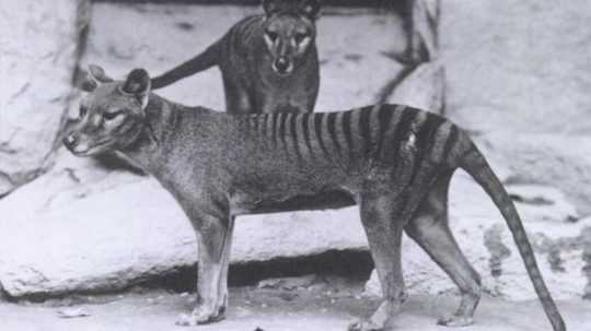 Tasmánsky tiger.